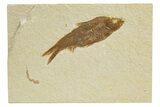 Detailed Fossil Fish (Knightia) With Coprolite - Wyoming #318567-1